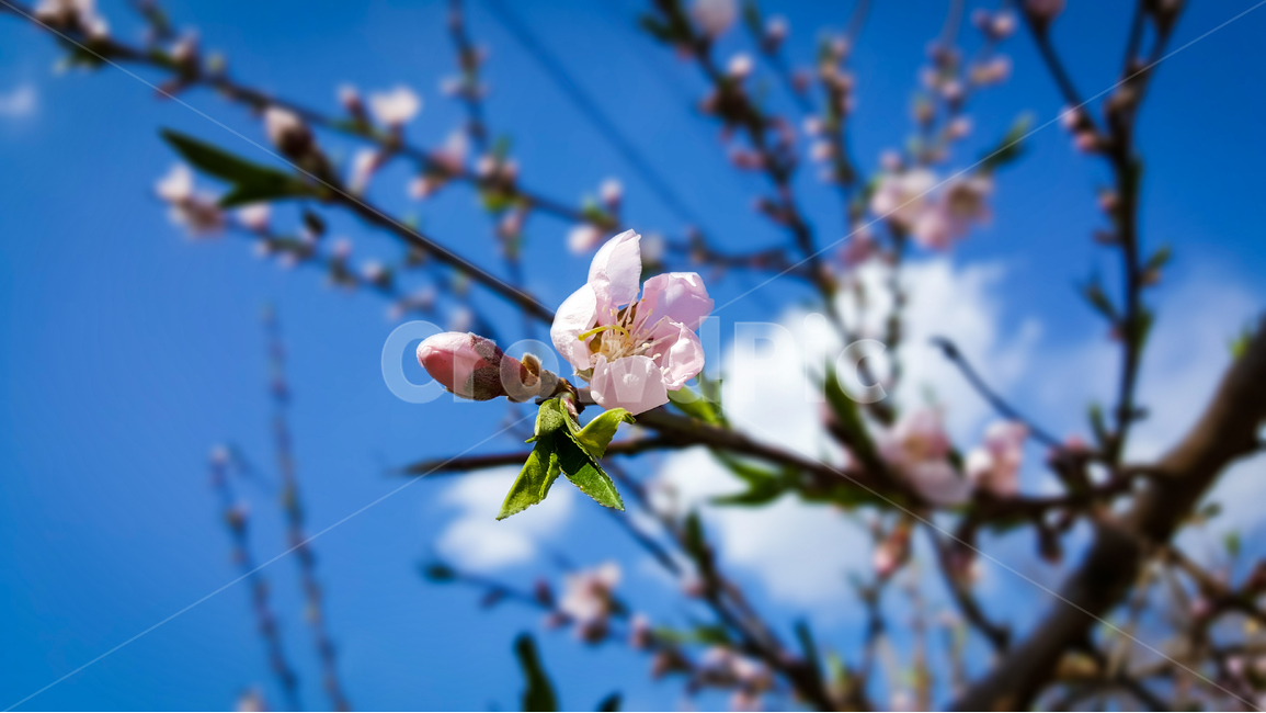 복숭아,복숭아꽃,봄,풍경,농원,과실수,봄,계절,spring,season,식물,자연,plants,nature,꽃,flower,plant,blossom