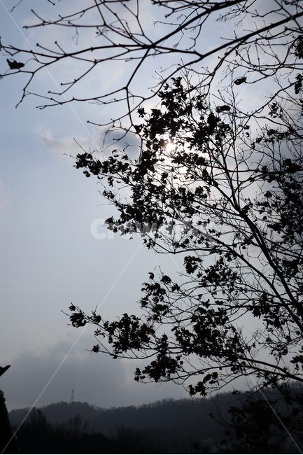 자연풍경,구름,나무,하늘,풍경,배경,겨울,식물,자연,plants,nature,나무,trees,wood