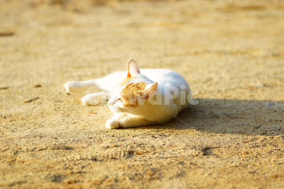 manx,포유류,animal,mammal,동물,cat,고양이,pet,동물,animal,포유류,mammal,고양이,cat,kitten,kitty