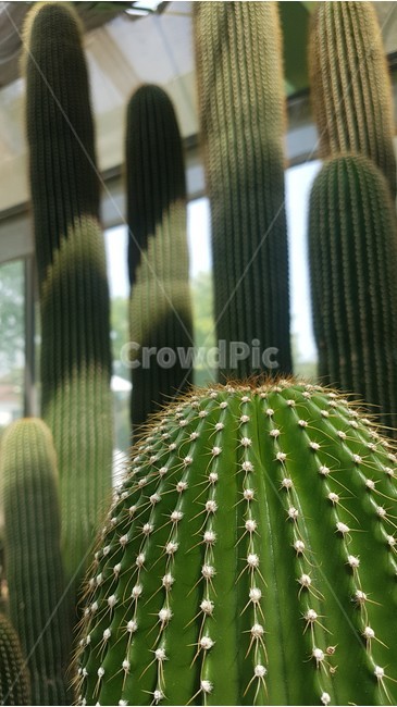 선인장,식물,사막,가시,cactus,자연,온실,화목원,꽃,plant,plants,flower,flowers,nature,나무,green,tree,식물,자연,plants,nature