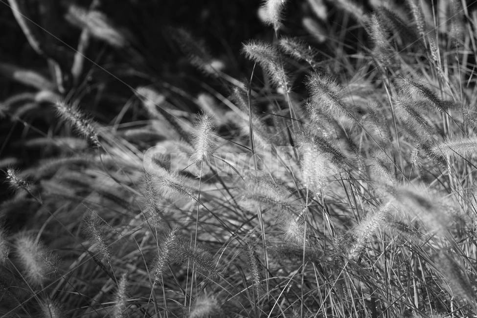 grass,plant,식물,lawn,잔디,reed,갈대,흑백,모노톤,monochrome,black and white