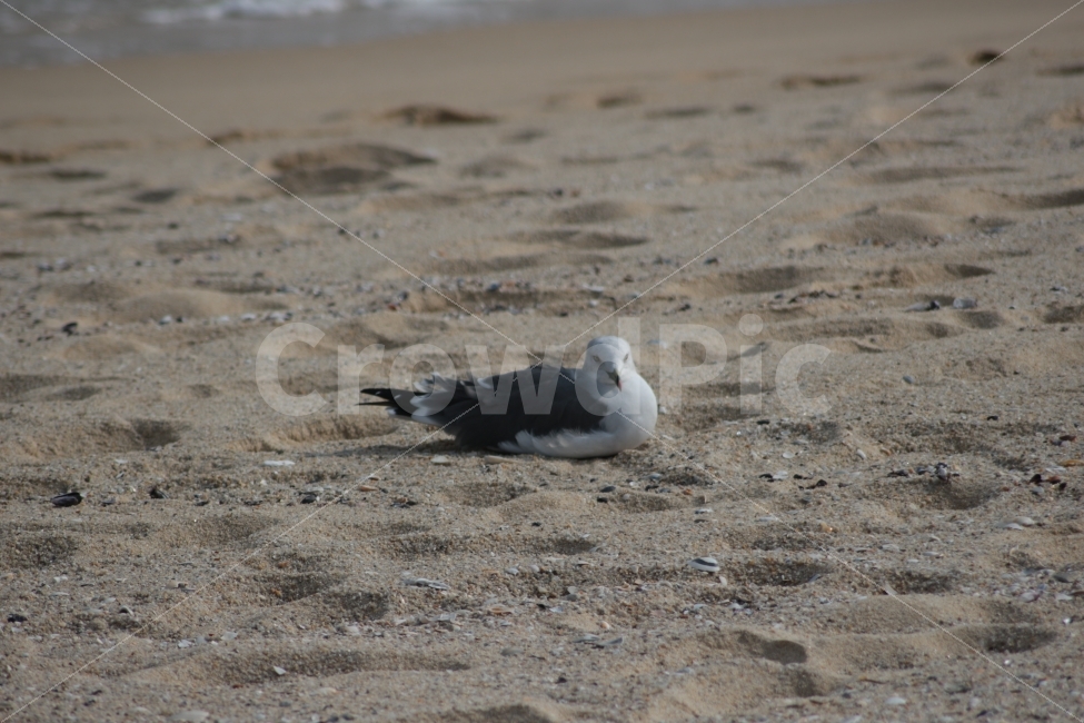 갈매기,바다,해변가,모래사장,동물,새,조류,gull,한마리,앉아있는,해변,바다,beach,sea,동물,animal,조류,새,birds
