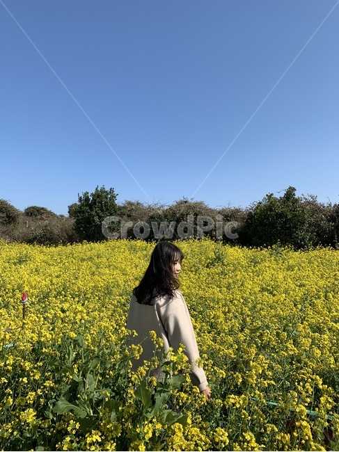 유채꽃,꽃밭,여인,사람,인간,제주도,봄,노랑색,yellow,nature,자연,농촌,human,식물,뒷모습,봄,계절,spring,season,사람,인물,인간,human,person,여성,여자,woman,female,lady,grassland,목초지,outdoors,옥외,field,들,farm,농장,rural,meadow