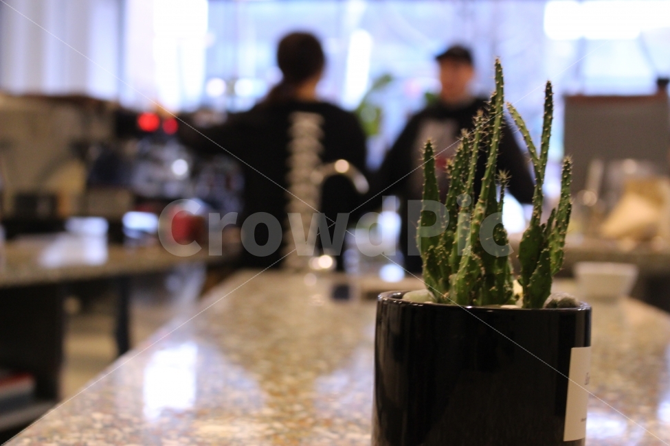 커피,카페,스페셜티,로스터리,인테리어,맛집,coffee,cafe,specialty,roastery,소품,선인장,바리스타,사람,식물,자연,plants,nature,커피,카페,coffee,cafe