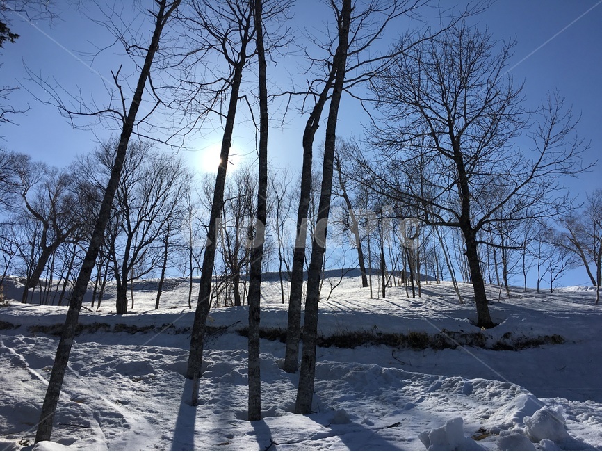겨울,겨울풍경,풍경,겨울나무,나무,눈,일본,삿포로,스키장,햇살,winter,tree,snow,겨울,계절,winter,season,자연,풍경,nature,landscape,outdoors,옥외