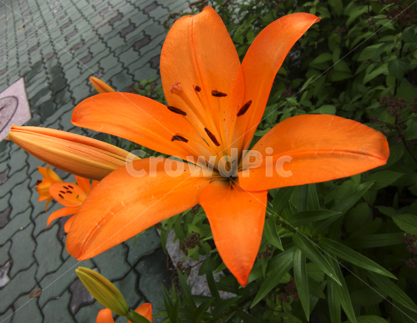 길가,길가꽃,꽃,flower,colorful,색,색체