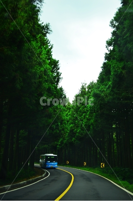 삼나무,숲,숲길,자연,도로,삼나무숲,초록색,green,자연,풍경,nature,landscape,교통,교통수단,traffic,transportation