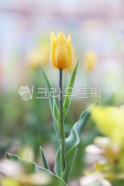 꽃,튤립,노란튜립,색감,flower,tulip