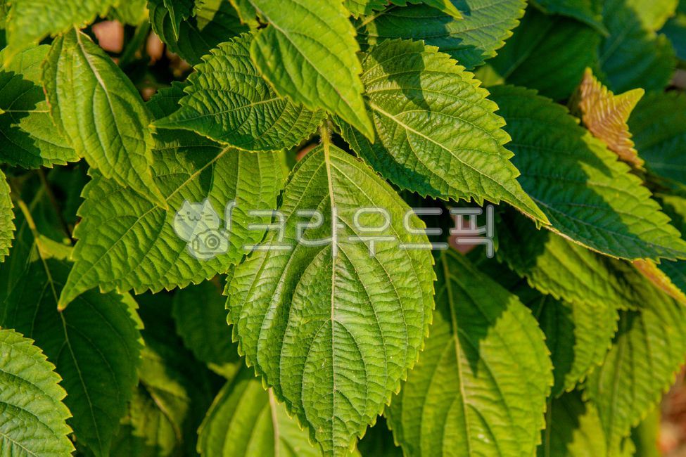 leaf, 잎, 들깨, 깨, 깻잎, 사진,이미지,일러스트,캘리그라피 - studio H작가