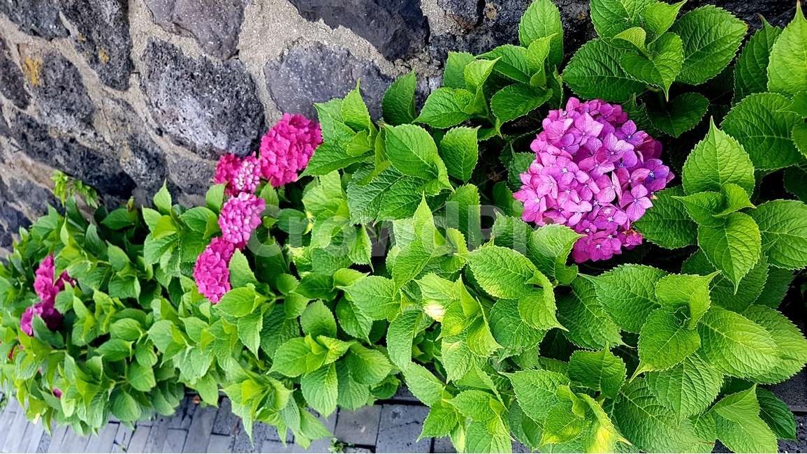 수국,식물,꽃,여름,배경,담벼락,식물,자연,plants,nature,꽃,flower