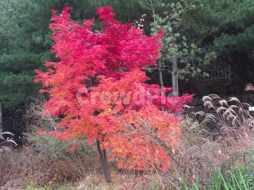 plant,식물,tree,나무,maple,단풍