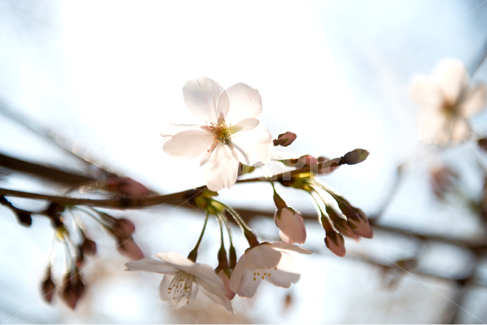 plant,식물,cherryblossom,벚꽃,sunlight,햇빞,봄,spring
