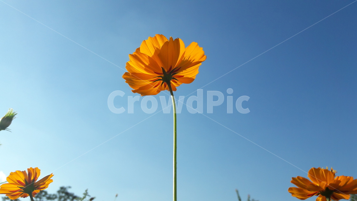 하늘,꽃,주황색,황화코스모스,풍경사진,가을,계절,fall,autumn,season,식물,자연,plants,nature,꽃,flower,plant
