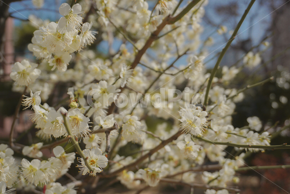 봄꽃,매화,꽃,식물,매실나무,봄,계절,flower,봄,계절,spring,season,식물,자연,plants,nature,꽃,flower,plant,blossom