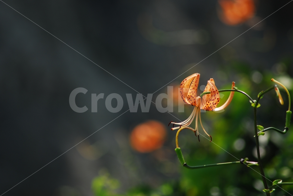 참나리꽃,야생화,여름꽃,식물,자연,식물,자연,plants,nature,꽃,flower,감성,sensible,feeling