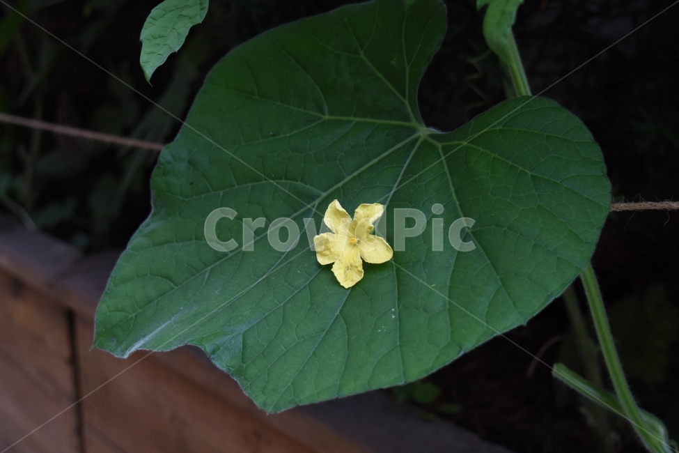 식물,꽃,초록색,노랑색,자연,식물,자연,plants,nature,꽃,flower