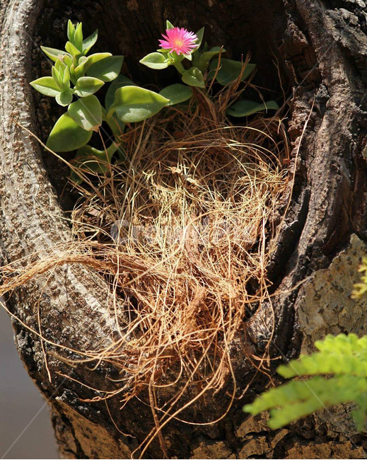 꽃,식물,plant,flower,자연,nature