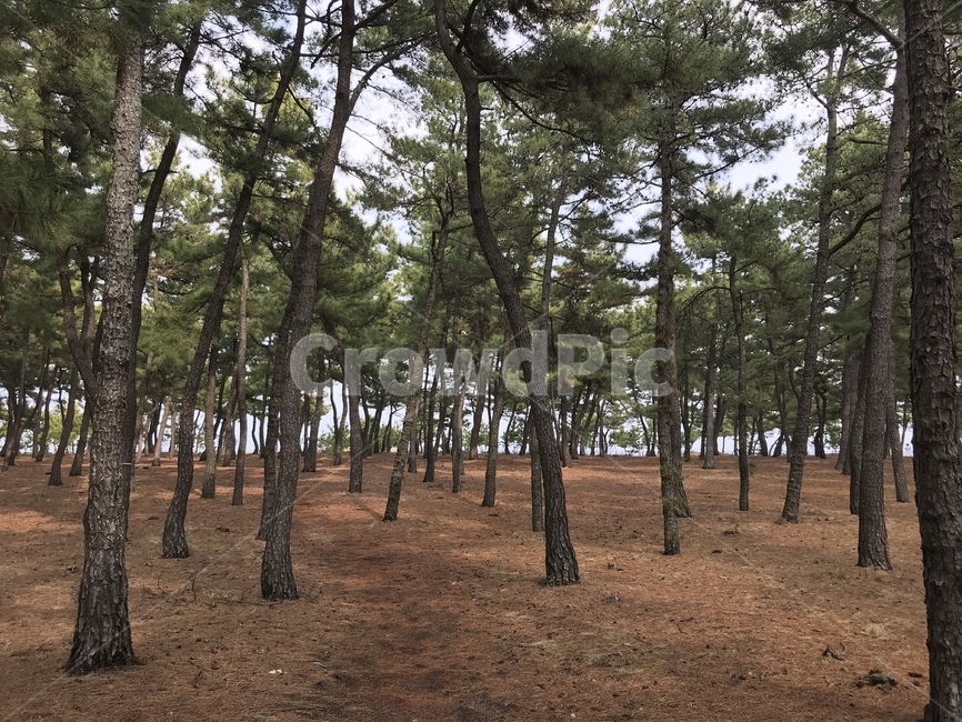 소나무,풍경,자연,숲,나무,자연,풍경,nature,landscape,tree,plant,식물