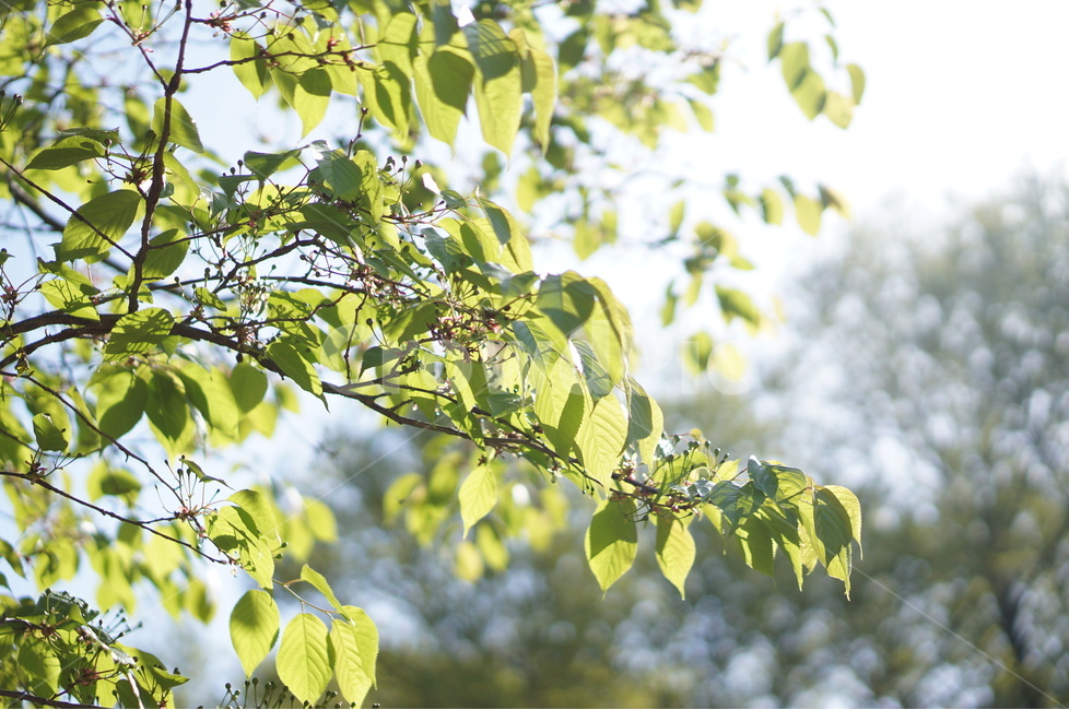봄,나무잎,연두,하늘,맑음,해,빛,새순,식물,자연,plants,nature,휴식,힐링,rest,relaxation,healing