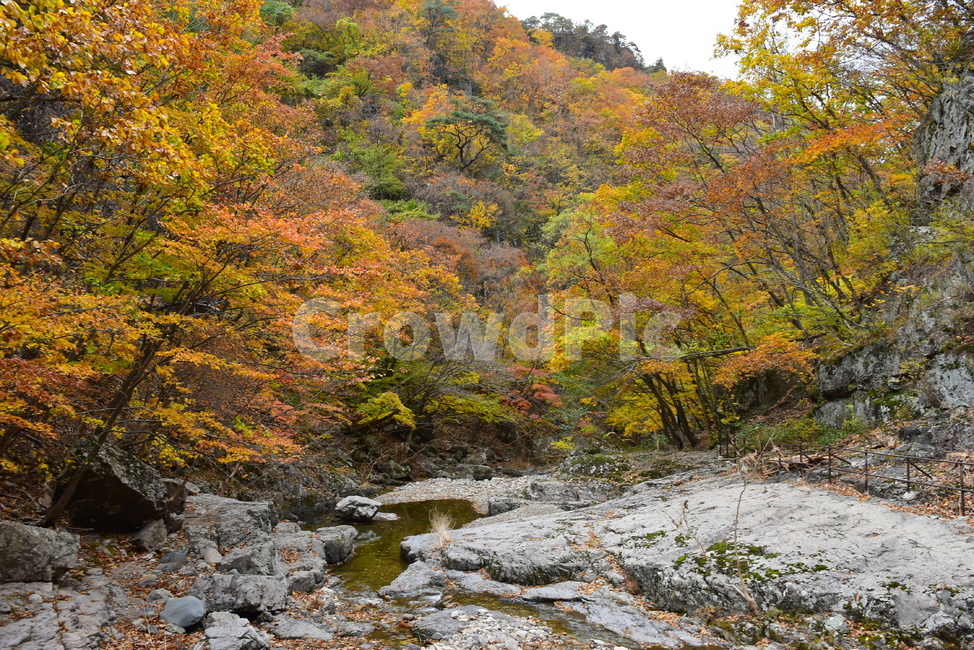 가을,단풍,울긋불긋,알록달록,형형색색,풍경,계절,시즌,아름다운,오색,주왕산,절골,계곡,비경,감성,힐링,가을,계절,fall,autumn,season,nature,자연,water,물,outdoors,옥외,creek,작은 만,stream,흐름