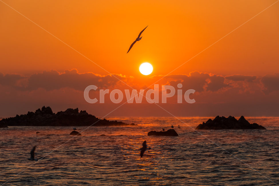 여명,일출,해무,문무대왕릉일출,landscape,animal,동물,bird,새,sunlight,햇빛