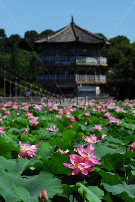 꽃,연꽃,궁남지,불교,여름,한국전통,한국문화,korean traditional,korean culture,식물,자연,plants,nature,꽃,flower,건축물,건물외관,exterior,building,structure,architecture,construction