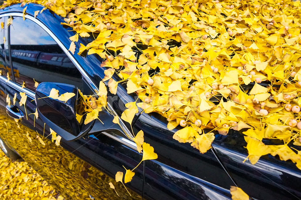 자동차,승용차,차,가을,낙엽,은행잎,노랑,잎새,잎,가을,계절,fall,autumn,season,leaf,plant,식물