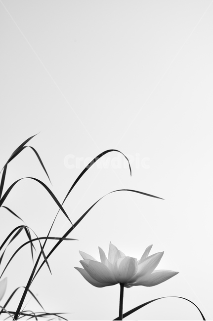 연,연꽃,백련,식물,꽃,식물,자연,plants,nature,꽃,flower,흑백,모노톤,monochrome,black and white