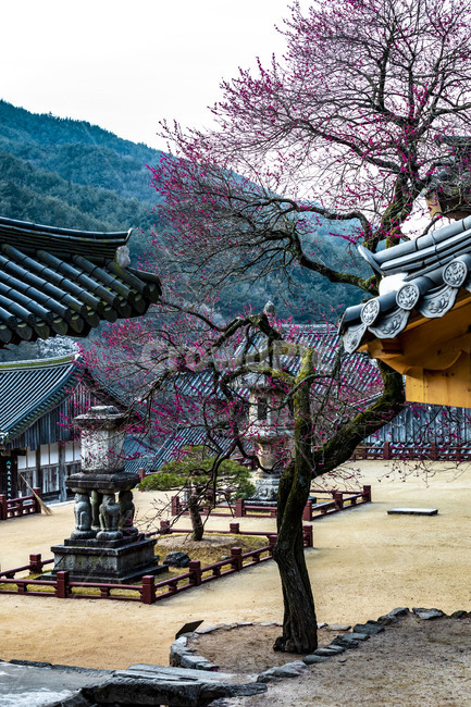 화엄사,홍매화,봄,문화유산,문화재,석등,탚,감성,사찰