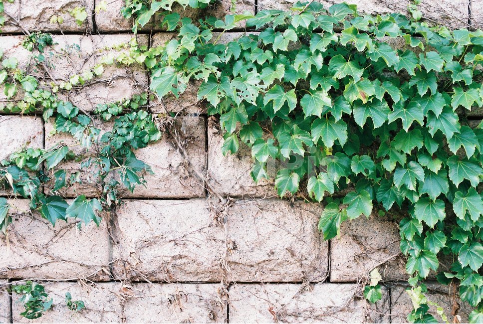 벽,담쟁이덩굴,질감,감성,풍경,필름,필름사진,필름카메라,식물,자연,plants,nature