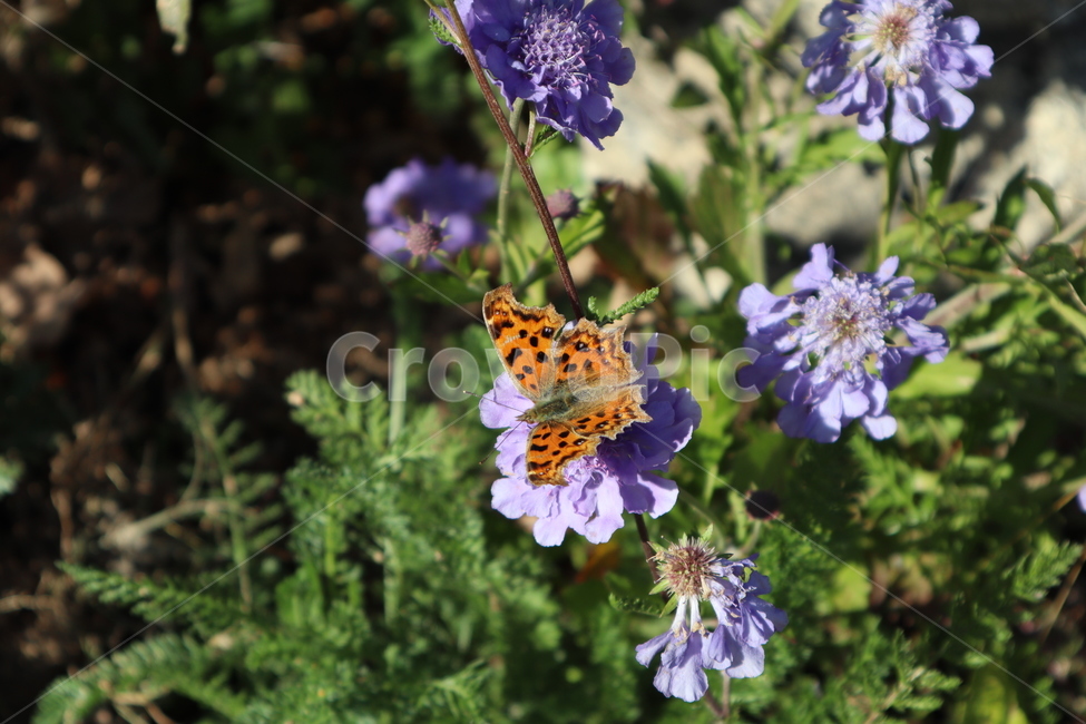 나비,꽃,곤충,자연,표범나비,식물,자연,plants,nature,꽃,flower,동물,animal,곤충,벌레,insect,bug