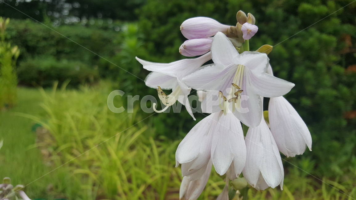 흰색꽃,하얀색꽃,꽃,flower,white