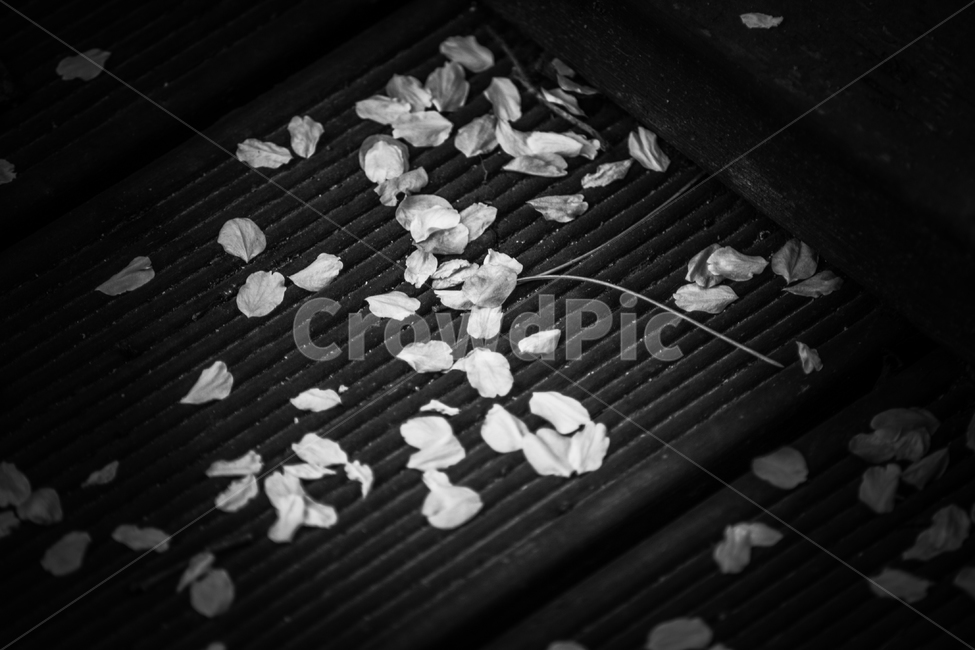 벚꽃,벚꽃잎,꽃잎,바닥,쓰레기,청소,봄,계절,spring,season