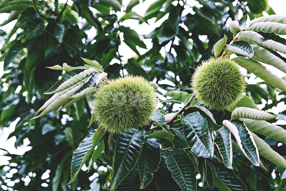 밤송이,밤,밤나무,나무,식물,자연,잎,밤나무잎,과일,열매,fruit