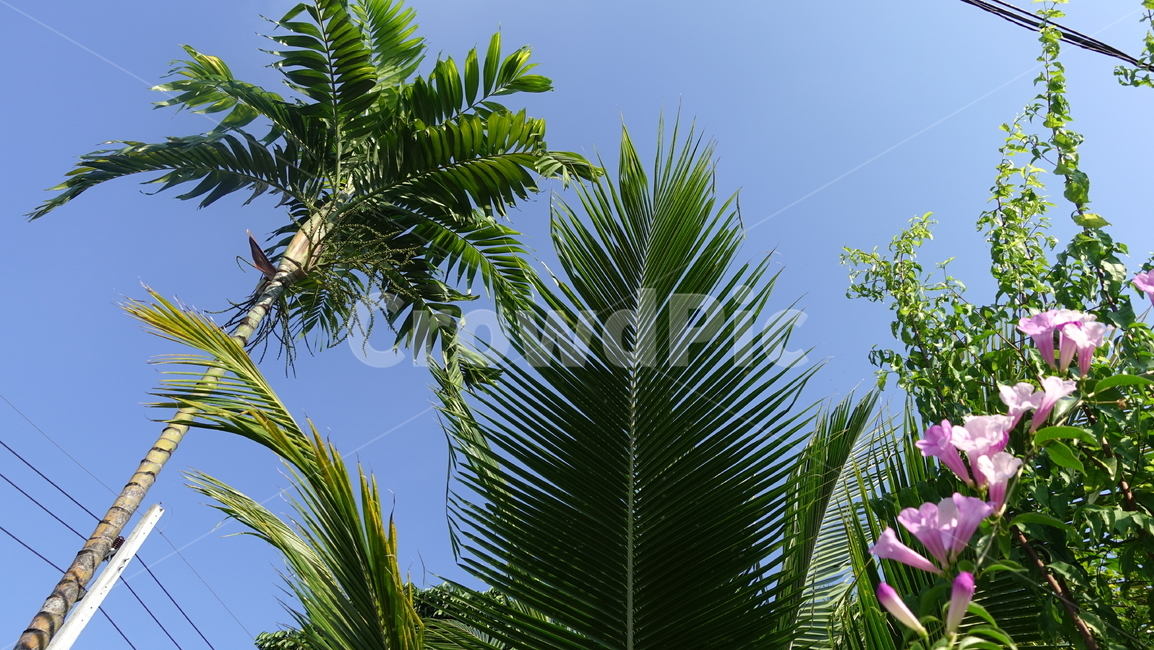 flower,tropic,plant,summer,여름,꽃,꽃송이,blossom,열대,식물,야외,outdoor,green,초록,야자수,palmtree,arecaceae,tree,나무