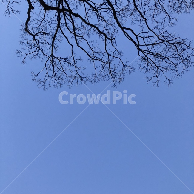하늘,나무,자연,풍경,sky,식물,자연,plants,nature,나무,trees,wood
