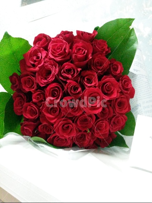 식물,꽃,꽃다발,장미,rose,꽃,flower