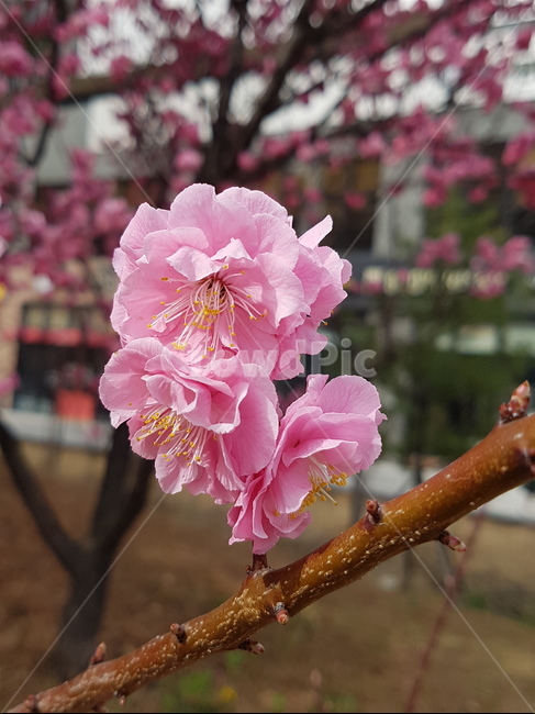 매화,홍매화,식물,봄꽃,봄,spring,봄,계절,spring,season,식물,자연,plants,nature,꽃,flower,plant
