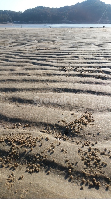 바닷가,모래,게,자연,바다,풍경,해변,바다,beach,sea