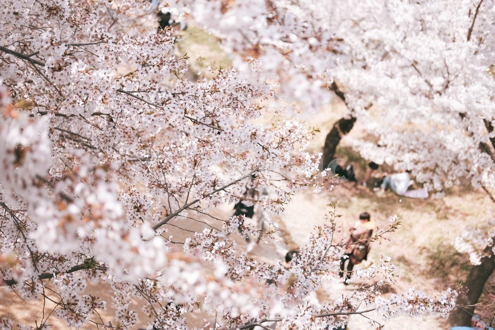 벚꽃,봄,감성,꽃,공원