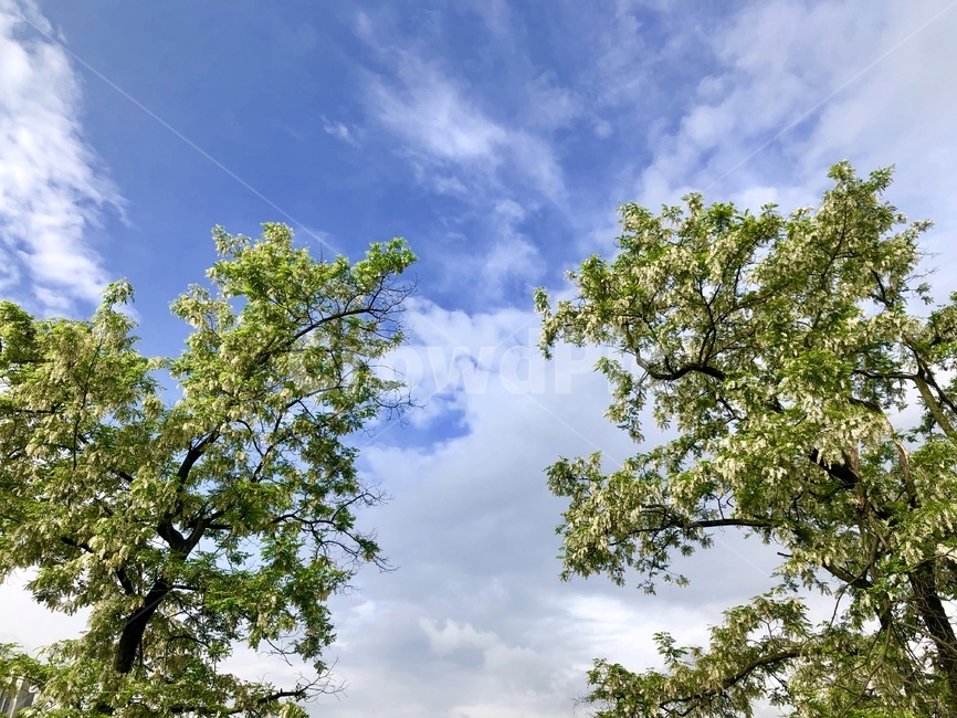 하늘,구름,나무,풍경,sky,tree,봄,여름,산,mountain,landscape,파랑,blue,green,spring,summer