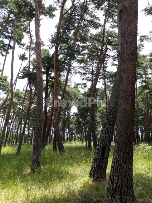 소나무,자연,강원도,강릉,숲,풍경,pinetrees,nature,gangwondo,gangneung,forest