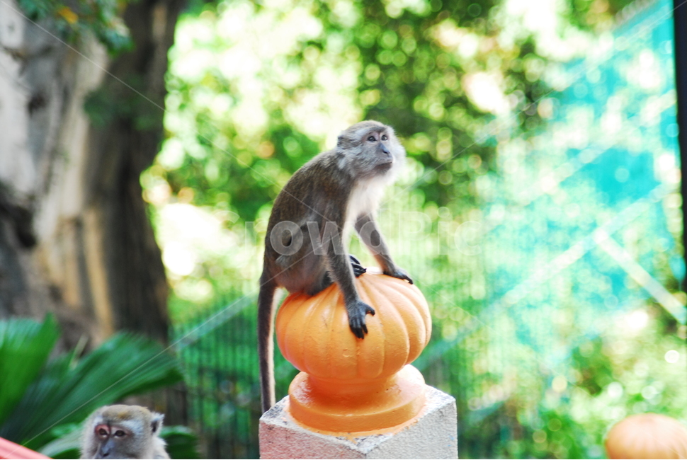 원숭이,동물,유인원,영장류,monkey,animal,동물,animal,포유류,mammal