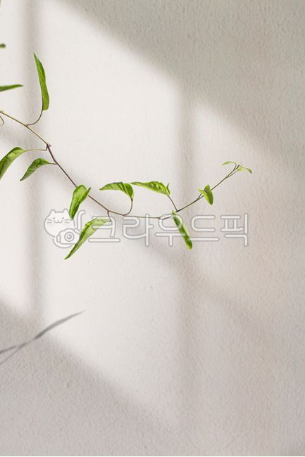 shadow,shadow background,Shooting background,shadow mockup,leaf,window shadow,gray,shadow effect,shadow source,background,plant,window,background shadow,frame