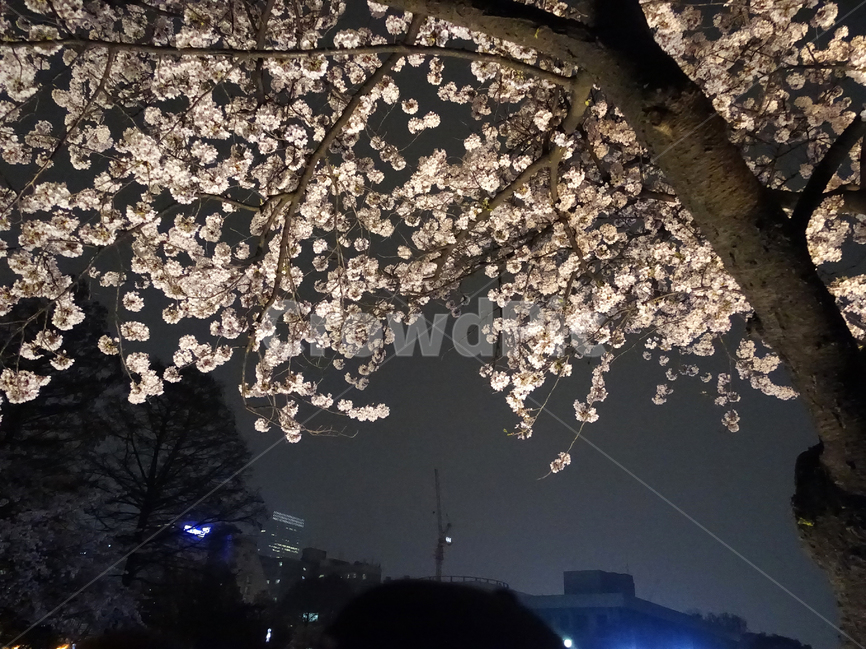 밤벚꽃,벚꽃,벚꽃야경,야경벚꽃,한강,봄,계절,spring,season,야경,밤,풍경,nightscape,night,landscape,식물,자연,plants,nature,나무,trees,wood,plant,flower,꽃,blossom