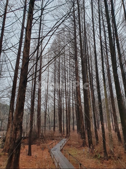 공원,산책,나무,하늘,가로수,자연,가지,길,나뭇가지,흐린날,tree,plant,숲,산책길,걸음