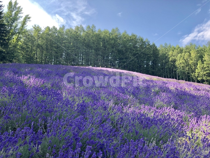 일본,라벤더,삿포로,팜토미아,꽃,꽃동산,식물,자연,풍경,nature,landscape