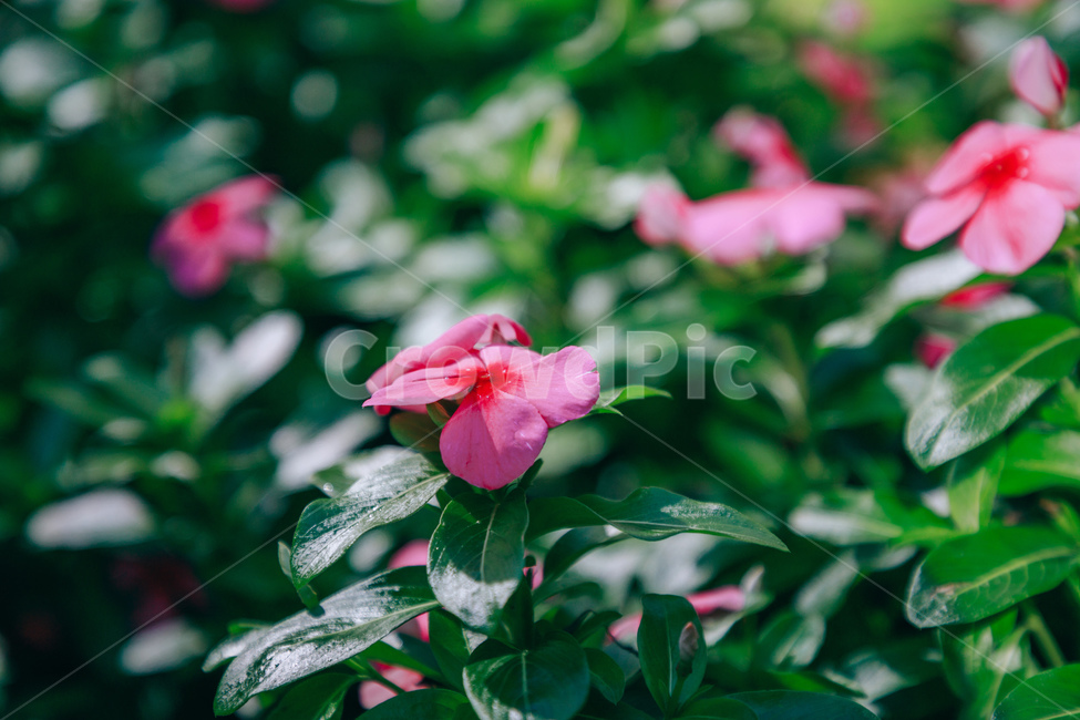 자연,식물,꽃,일일초,초록,flower,식물,자연,plants,nature,꽃,flower