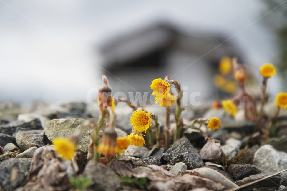 식물,해외식물사진,꽃,관동화,감성사진,식물,자연,plants,nature,꽃,flower