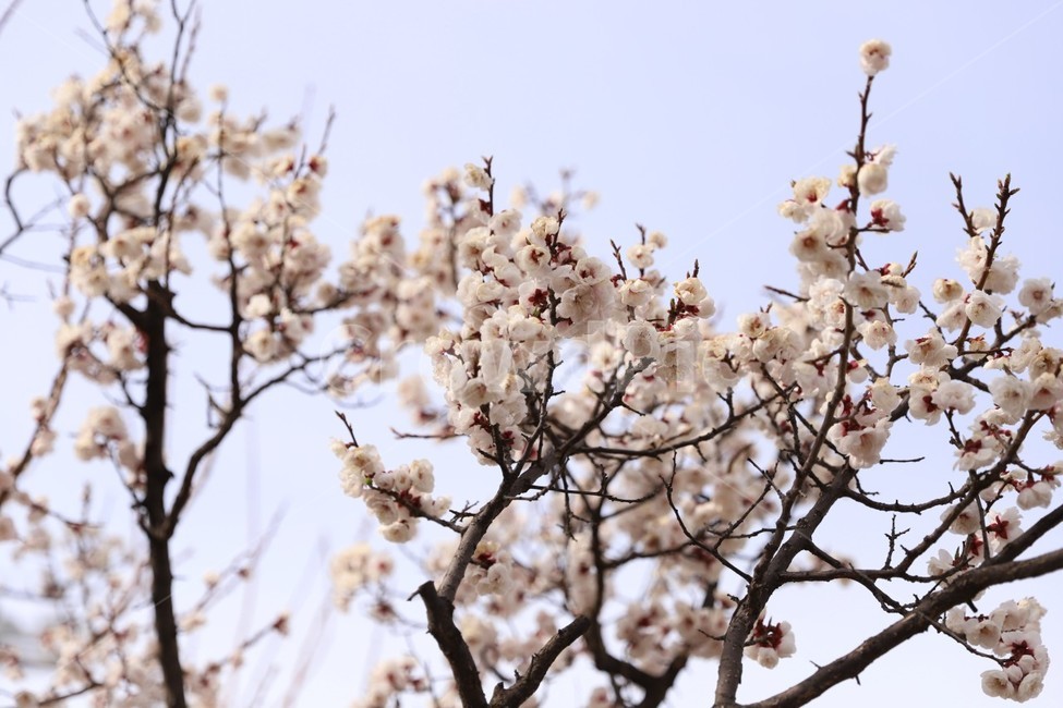벛꽃,꽃,벚꽃나무,봄,여의도벚꽃,봄,계절,spring,season,plant,식물